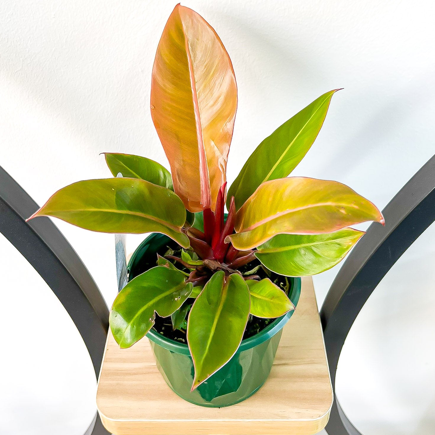 sun red philodendron in water Philodendron Sun Red – The Plant Boys