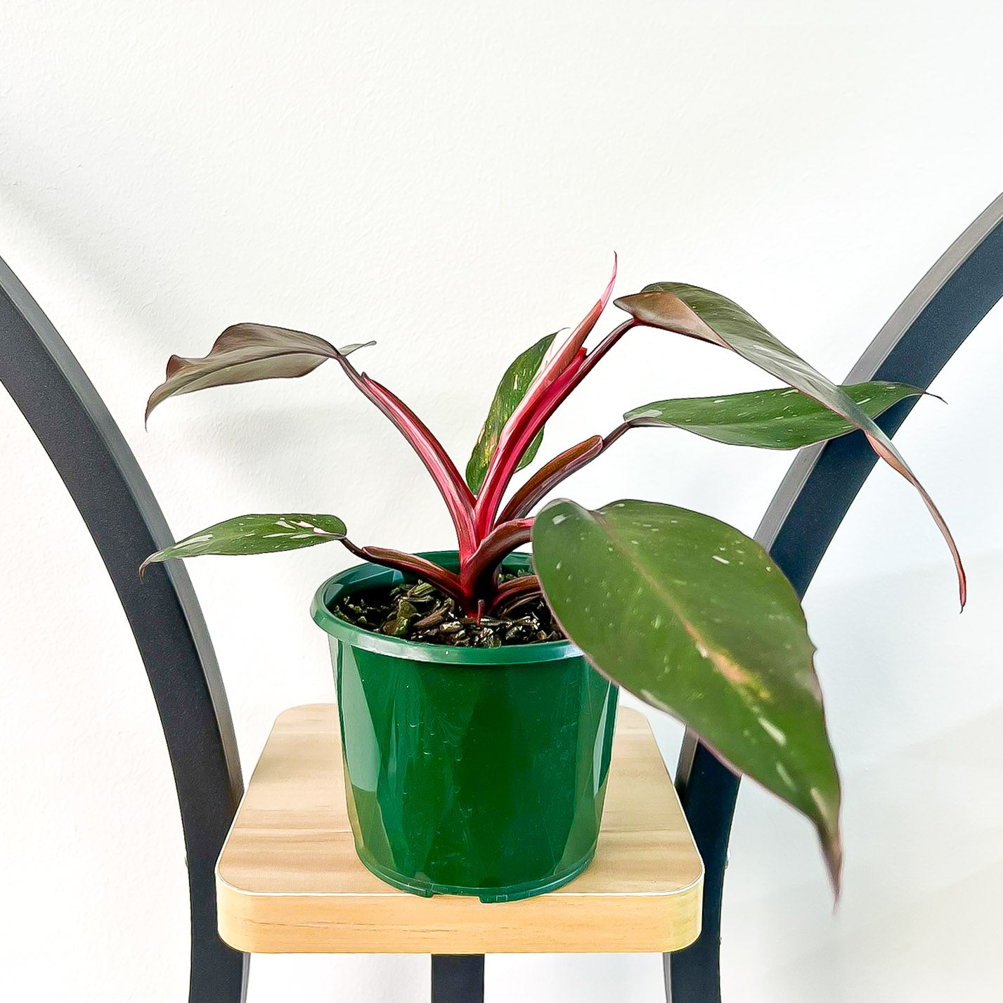 Philodendron Pink Princess | The Plant Boys