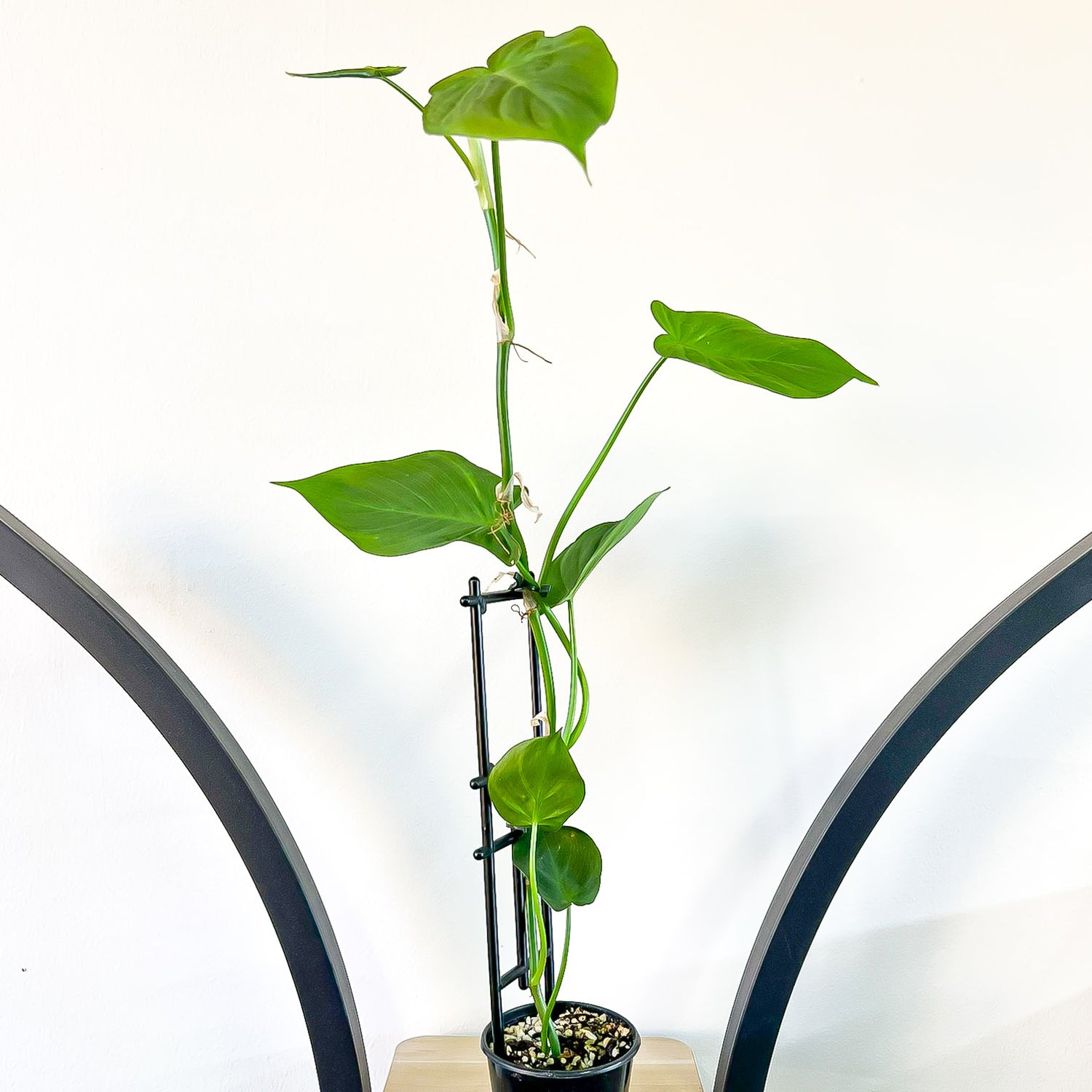 philodendron camposportoanum australia Philodendron Camposportoanum – The Plant Boys
