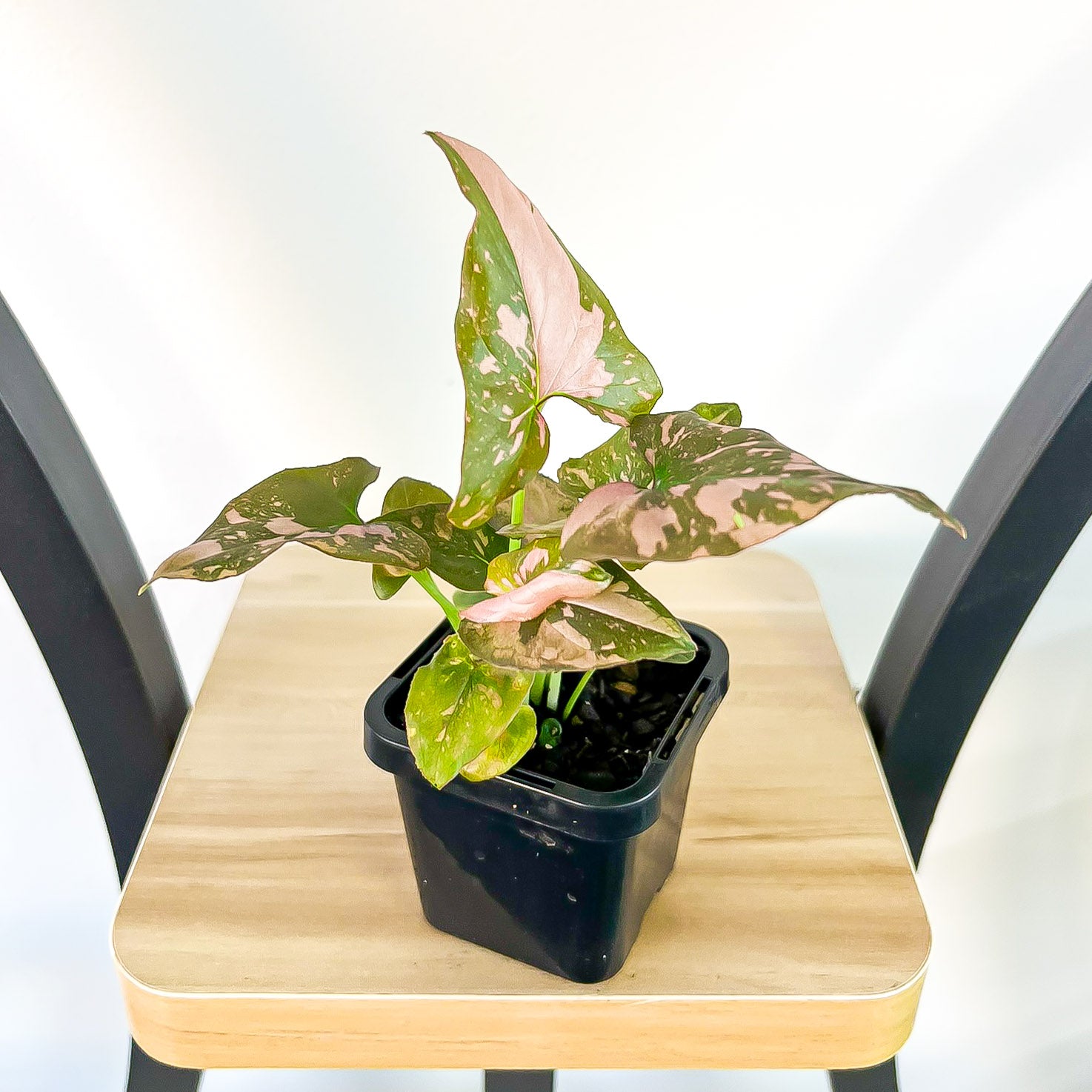 Syngonium Pink Passion | The Plant Boys