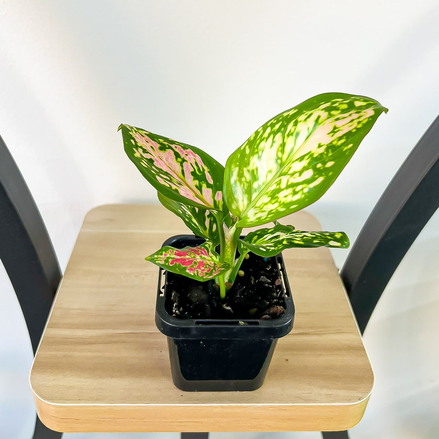 Aglaonema Beauty | The Plant Boys