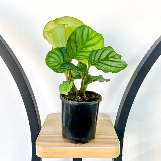 Calathea Orbifolia