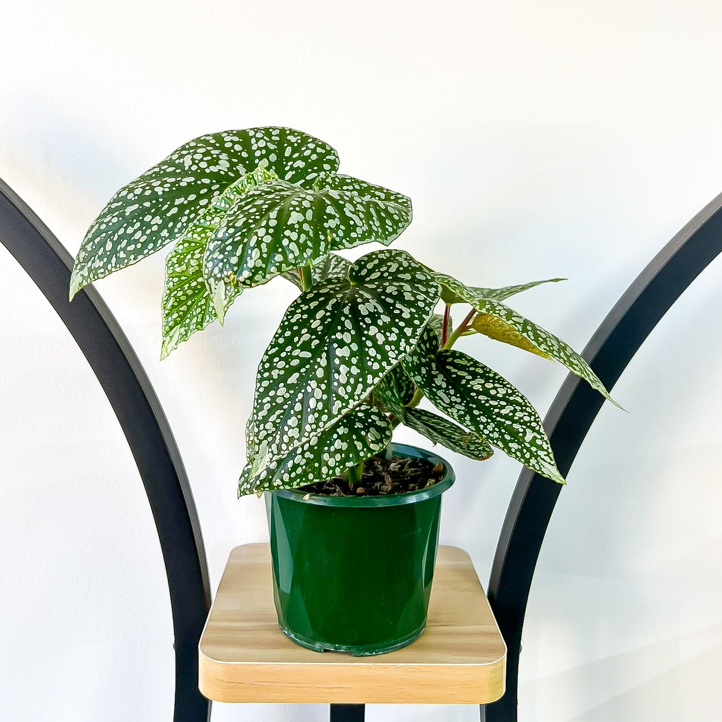 Begonia Snow Capped