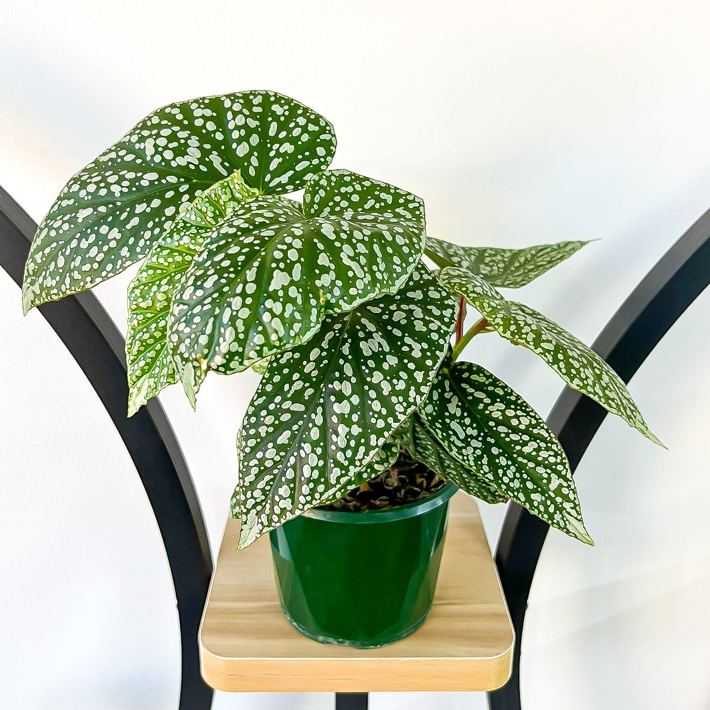 Begonia Snow Capped