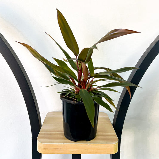 Philodendron Black Prince