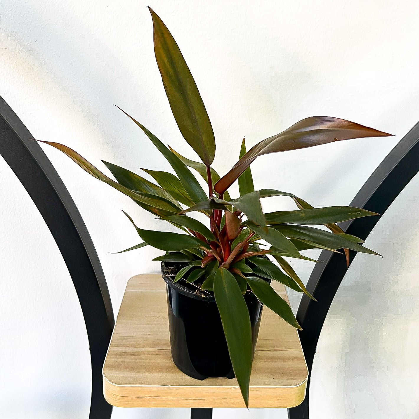 Philodendron Black Prince