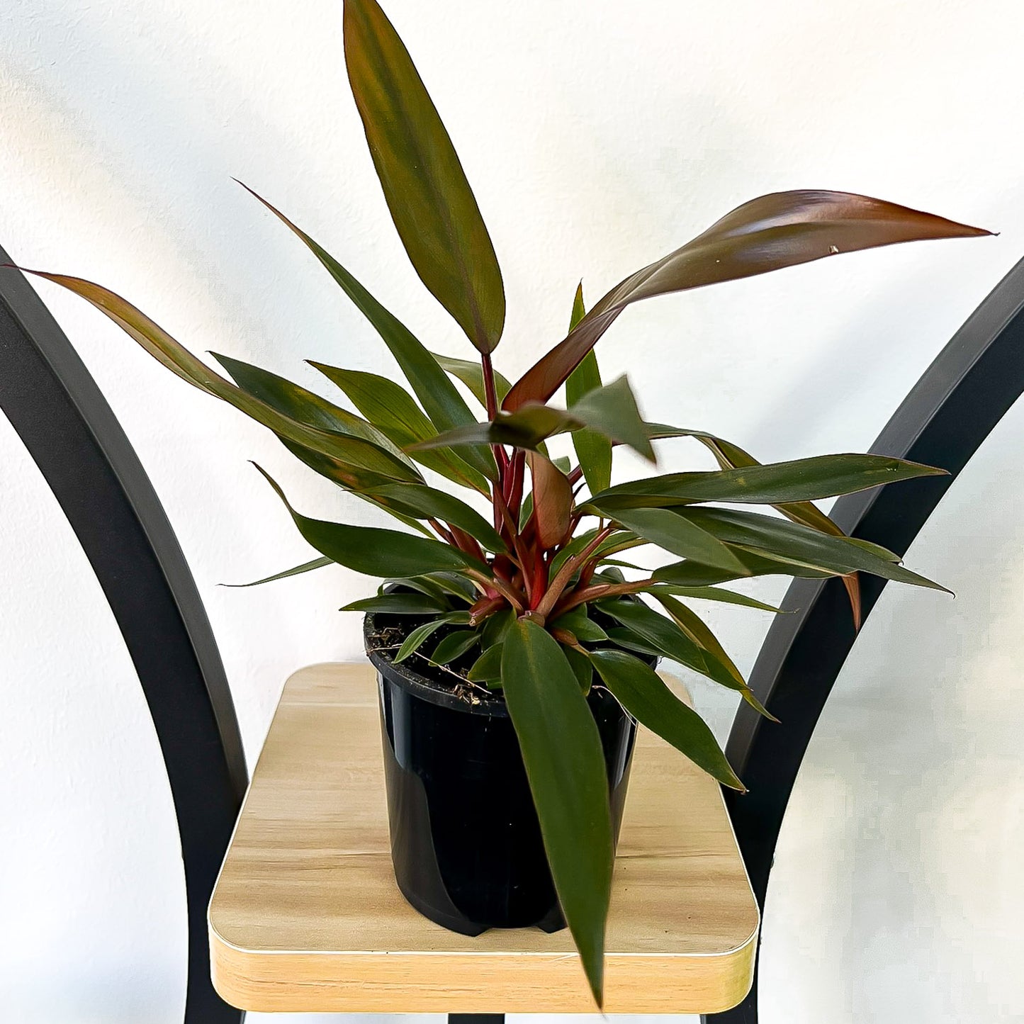 Philodendron Black Prince