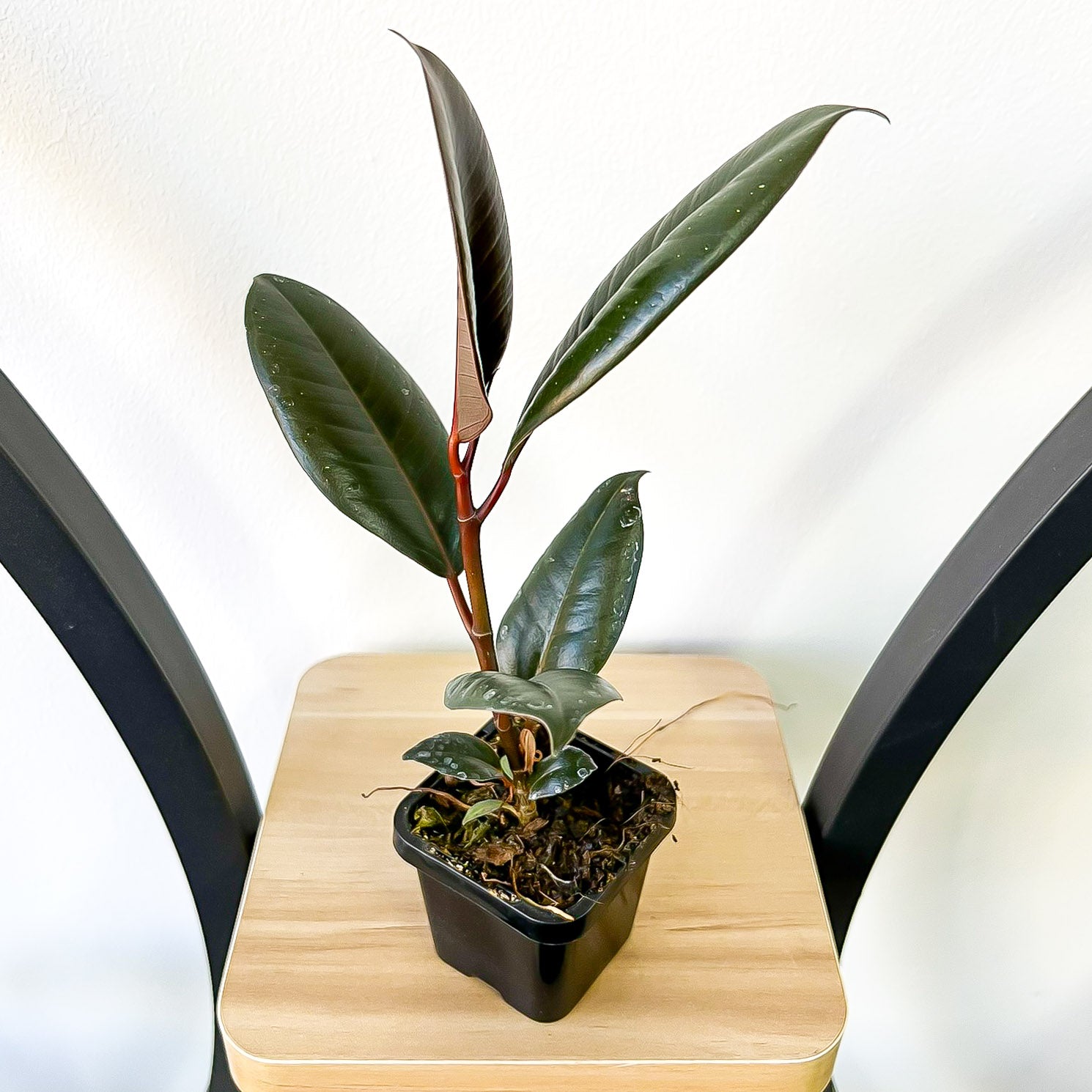 Ficus Elastica Burgundy | The Plant Boys