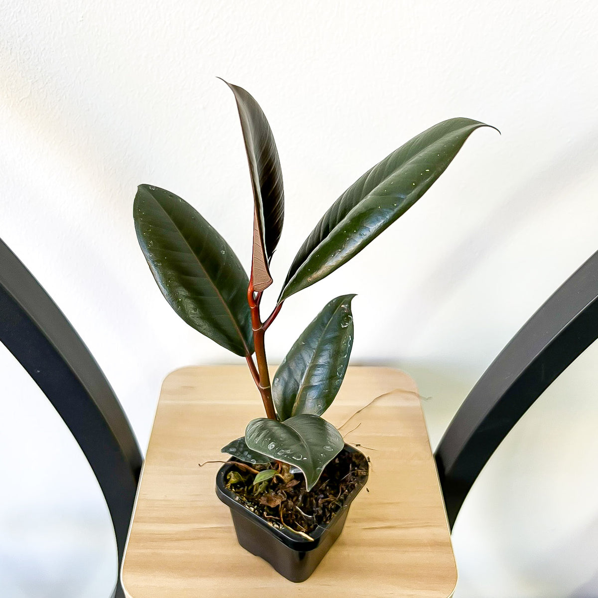 18+ Burgundy Ficus Ficus Elastica Burgundy – The Plant Boys