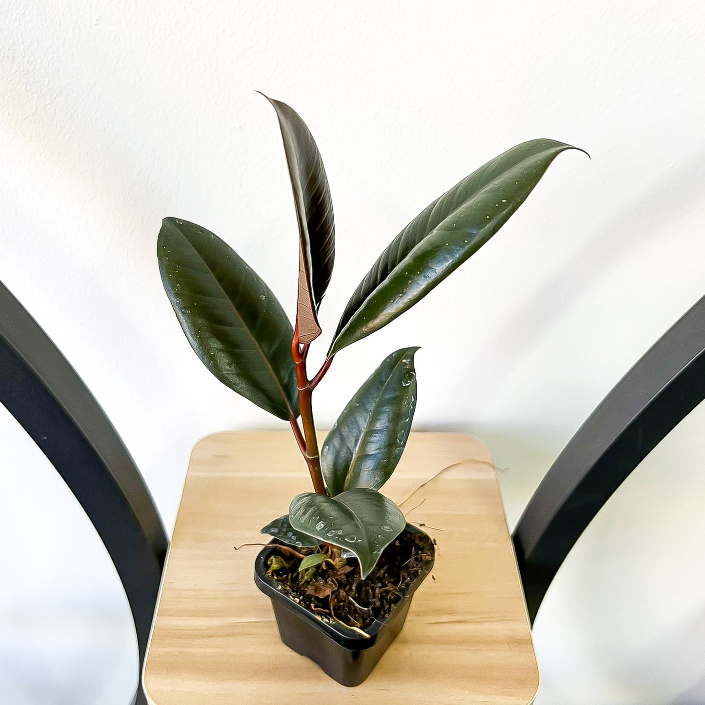 Ficus Elastica Burgundy | The Plant Boys