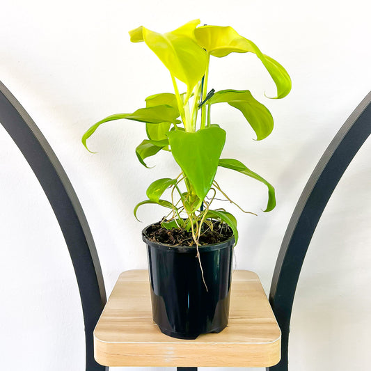 Philodendron Golden Violin