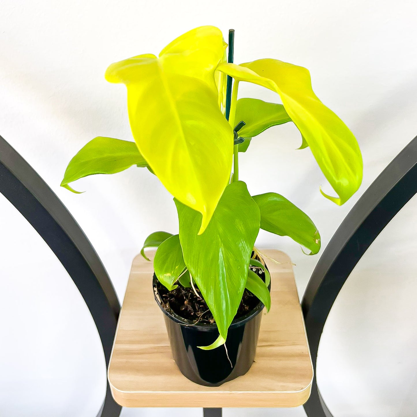 Philodendron Golden Violin