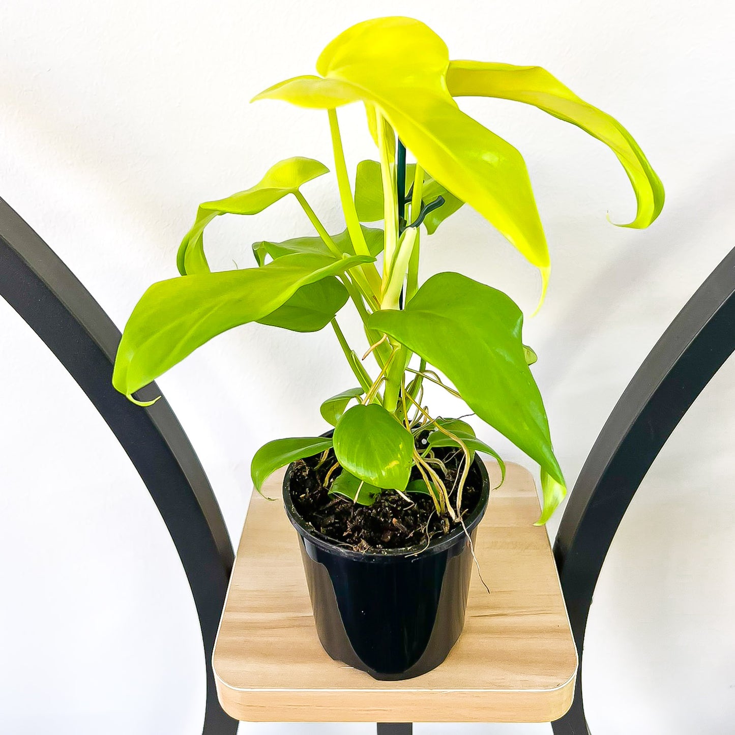 Philodendron Golden Violin