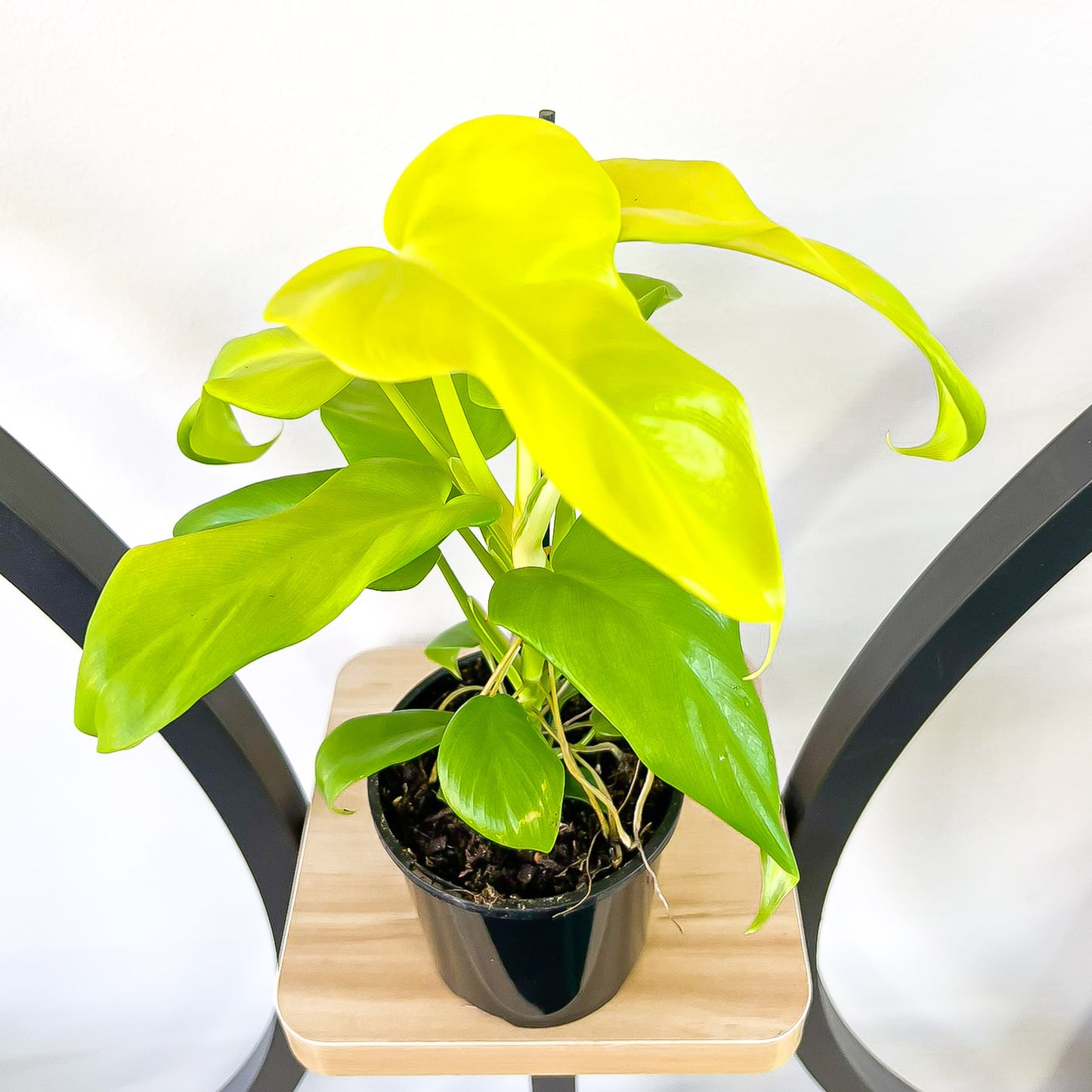 Philodendron Golden Violin