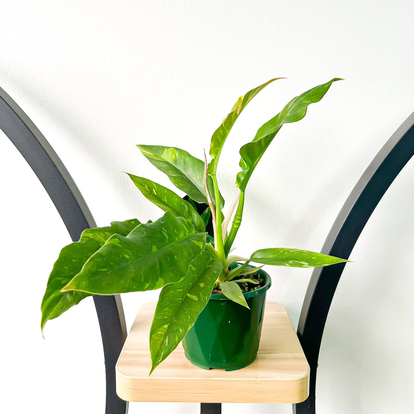 Philodendron Ring of Fire | The Plant Boys