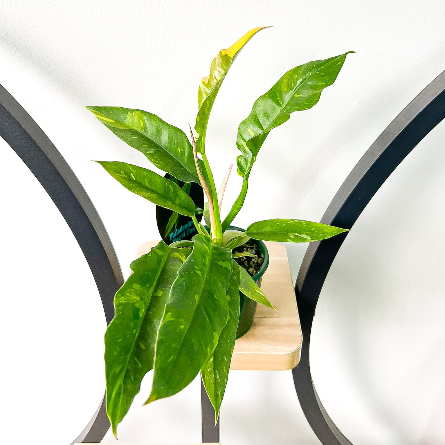 Philodendron Ring of Fire | The Plant Boys