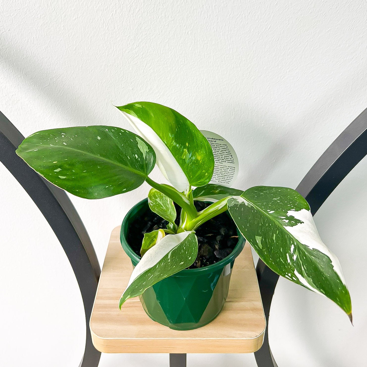 Philodendron White Wizard | The Plant Boys