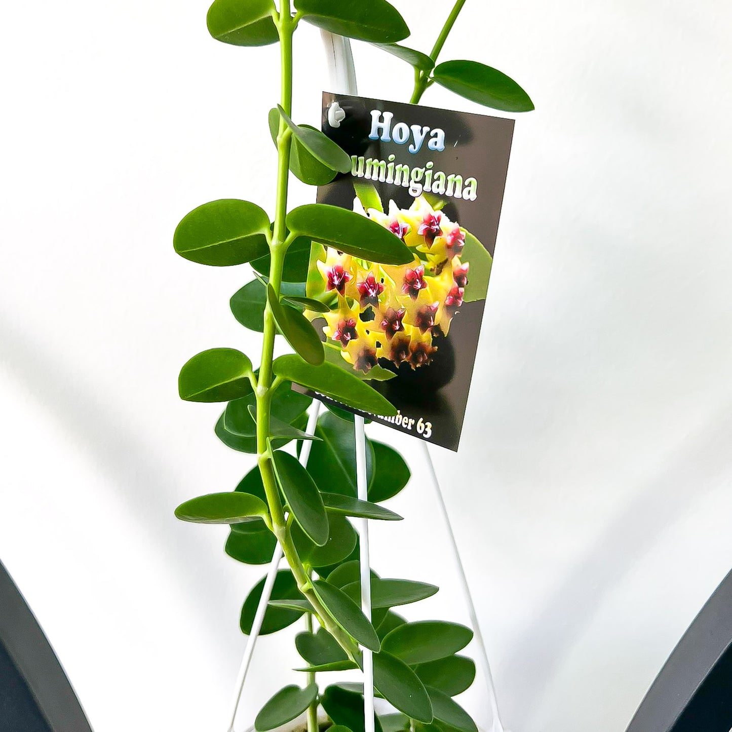 Hoya Cumingiana