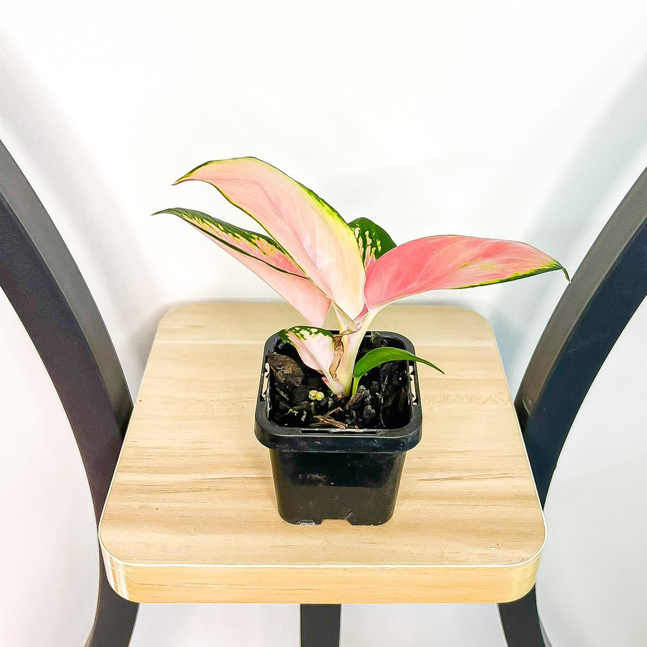 Aglaonema China Red | The Plant Boys