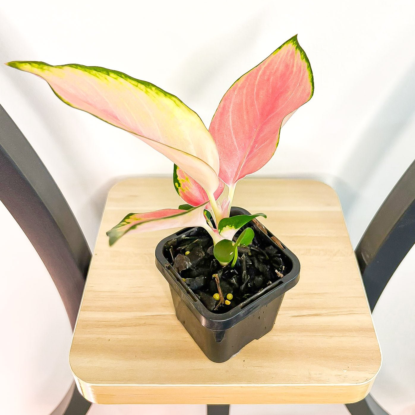 Aglaonema China Red | The Plant Boys