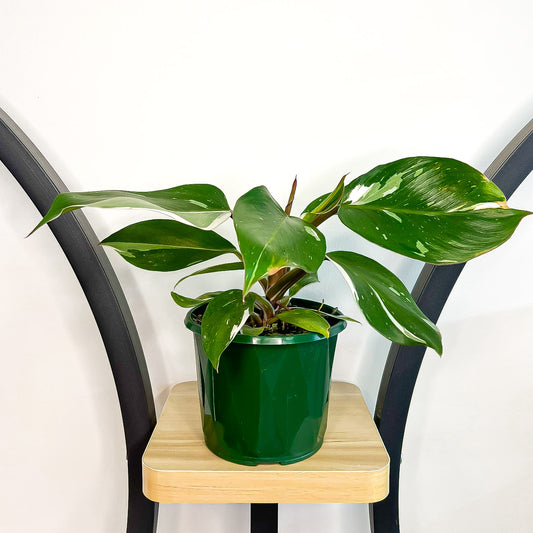 Philodendron White Knight | The Plant Boys