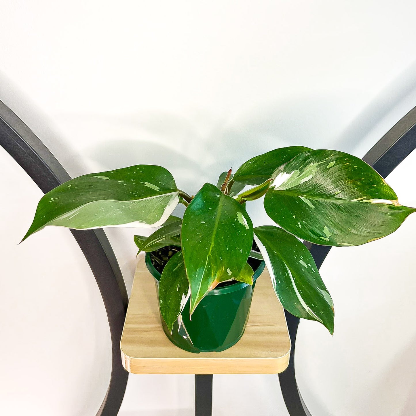 Philodendron White Knight | The Plant Boys