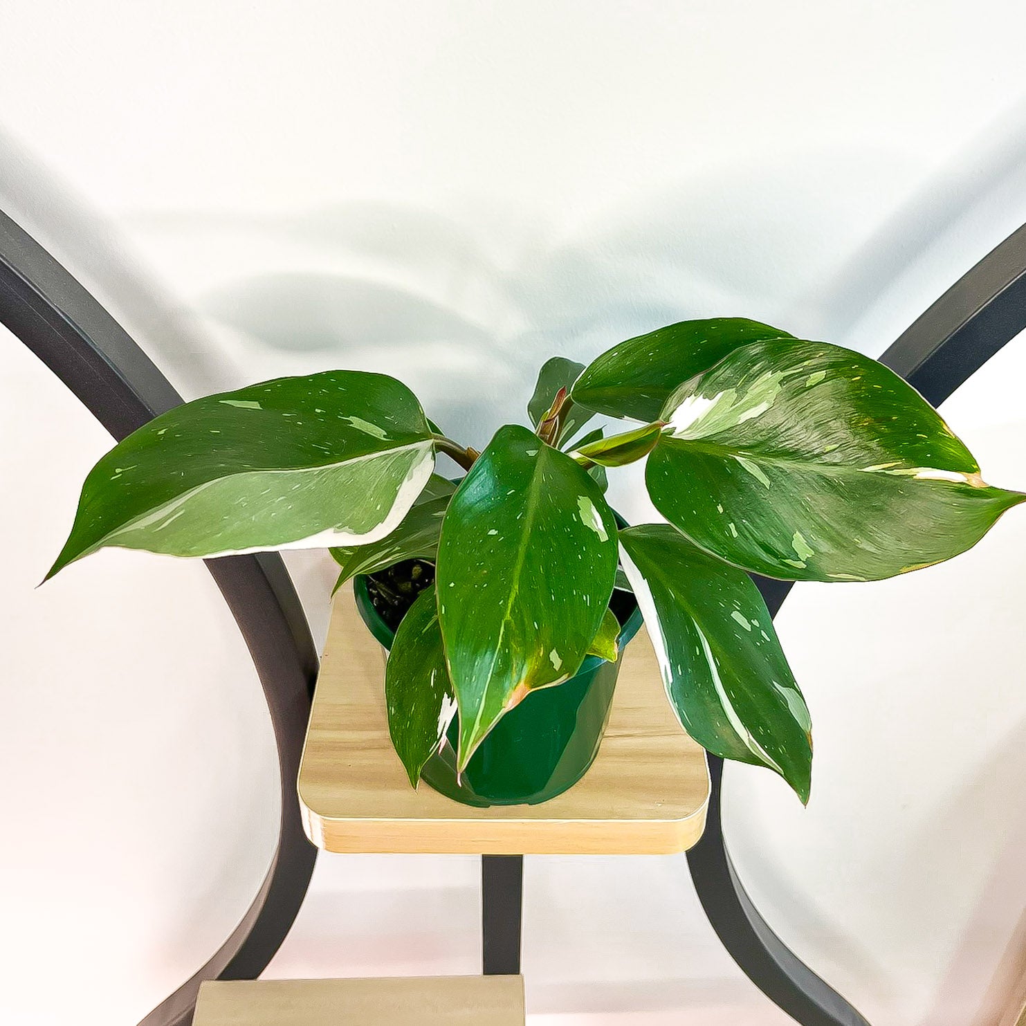 Philodendron White Knight | The Plant Boys