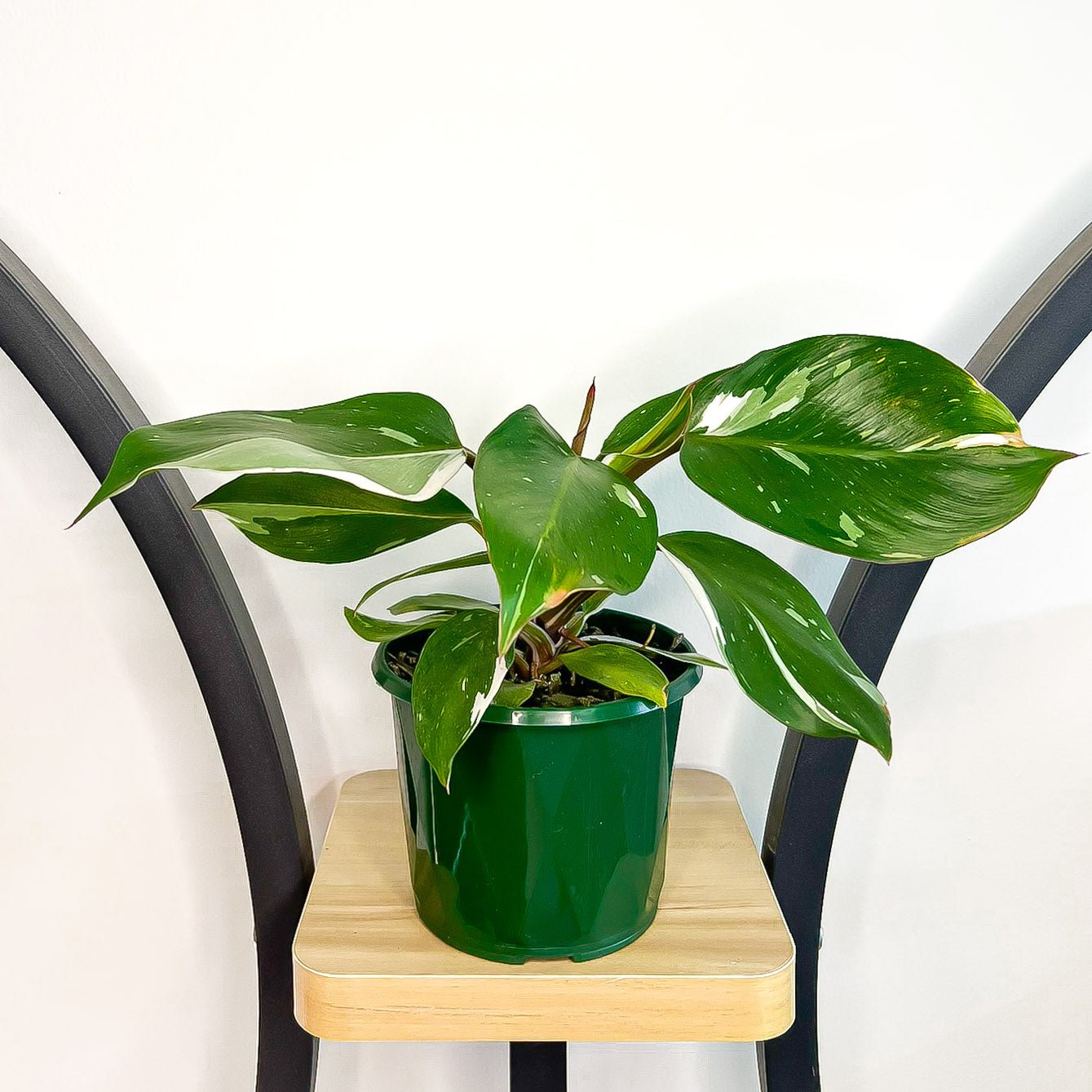 Philodendron White Knight | The Plant Boys