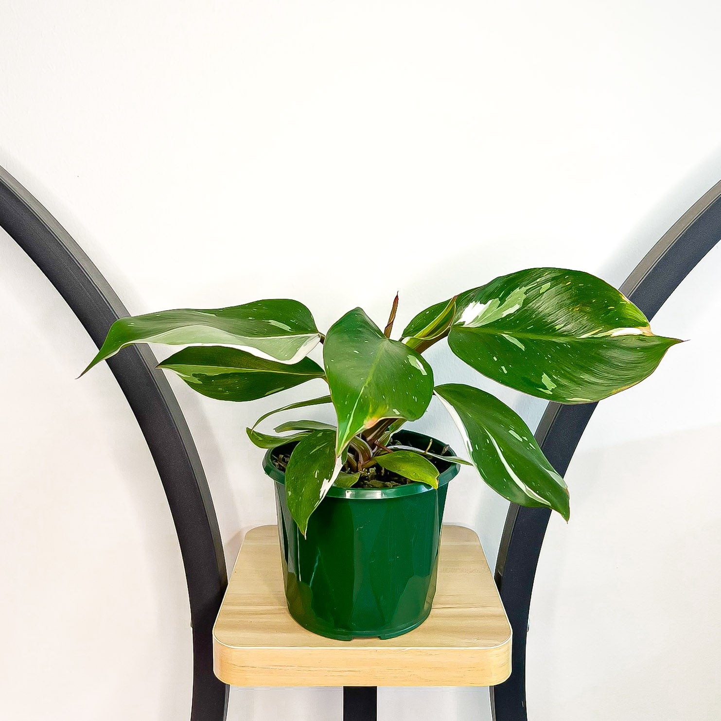 Philodendron White Knight | The Plant Boys