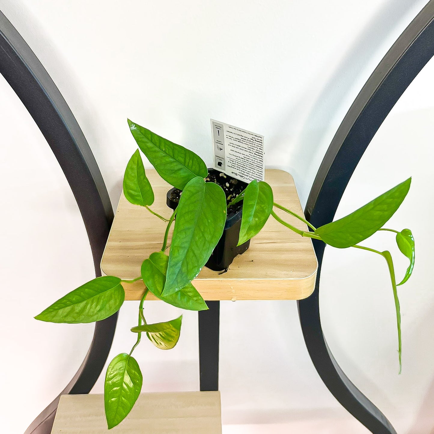 Pothos Cebu Blue