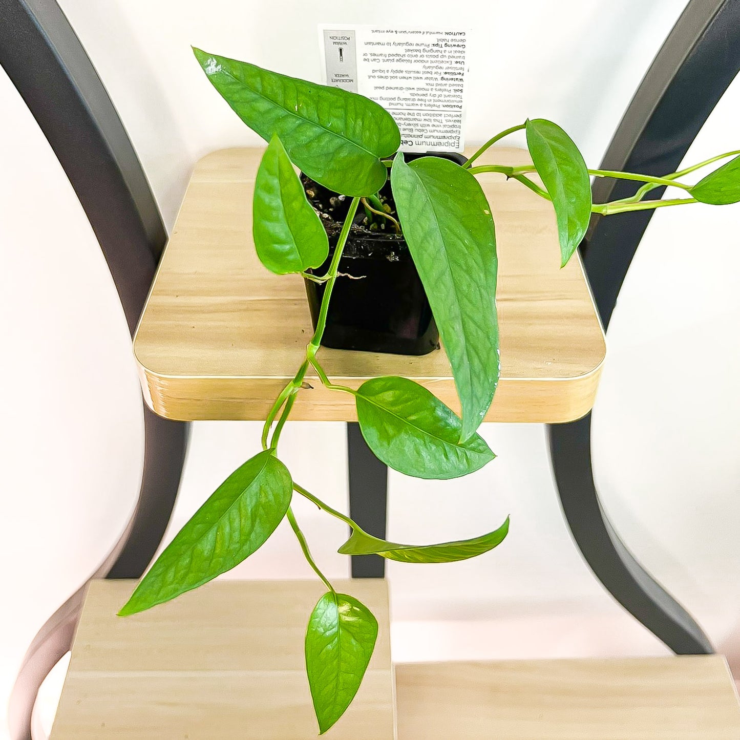 Pothos Cebu Blue