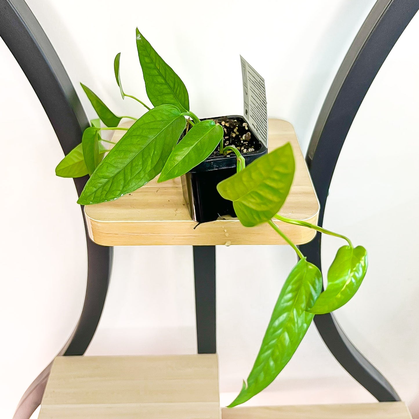 Pothos Cebu Blue