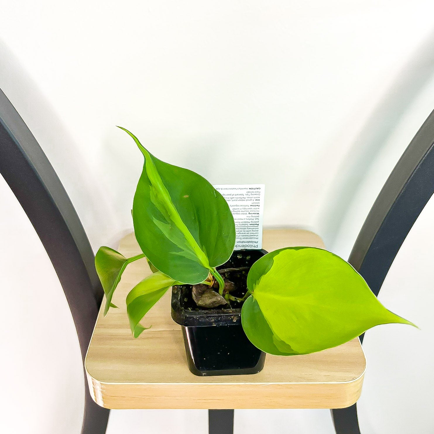 Philodendron Brasil | The Plant Boys