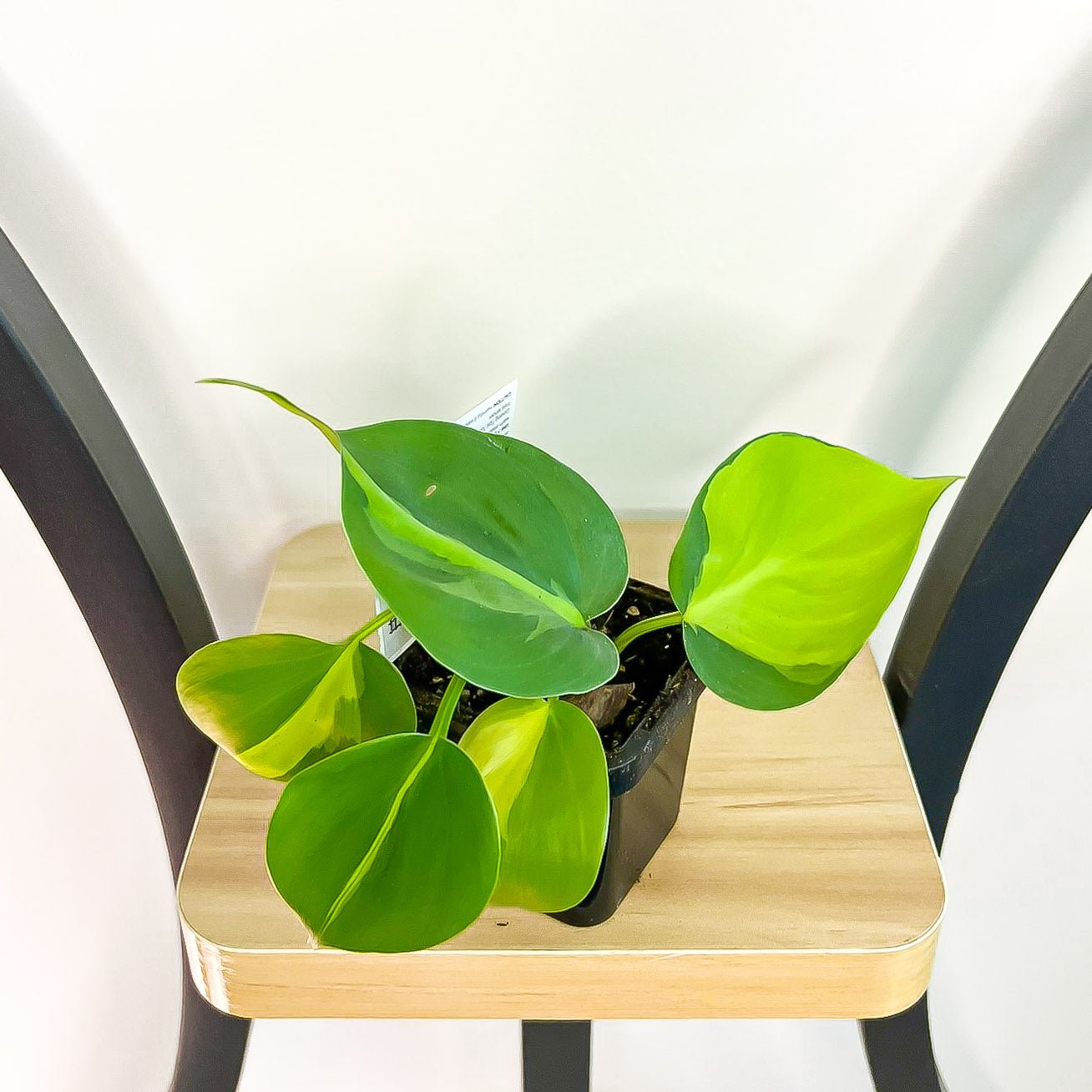 Philodendron Brasil | The Plant Boys