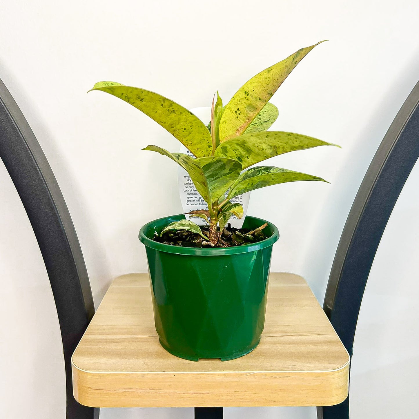 Ficus Elastica Shivereana