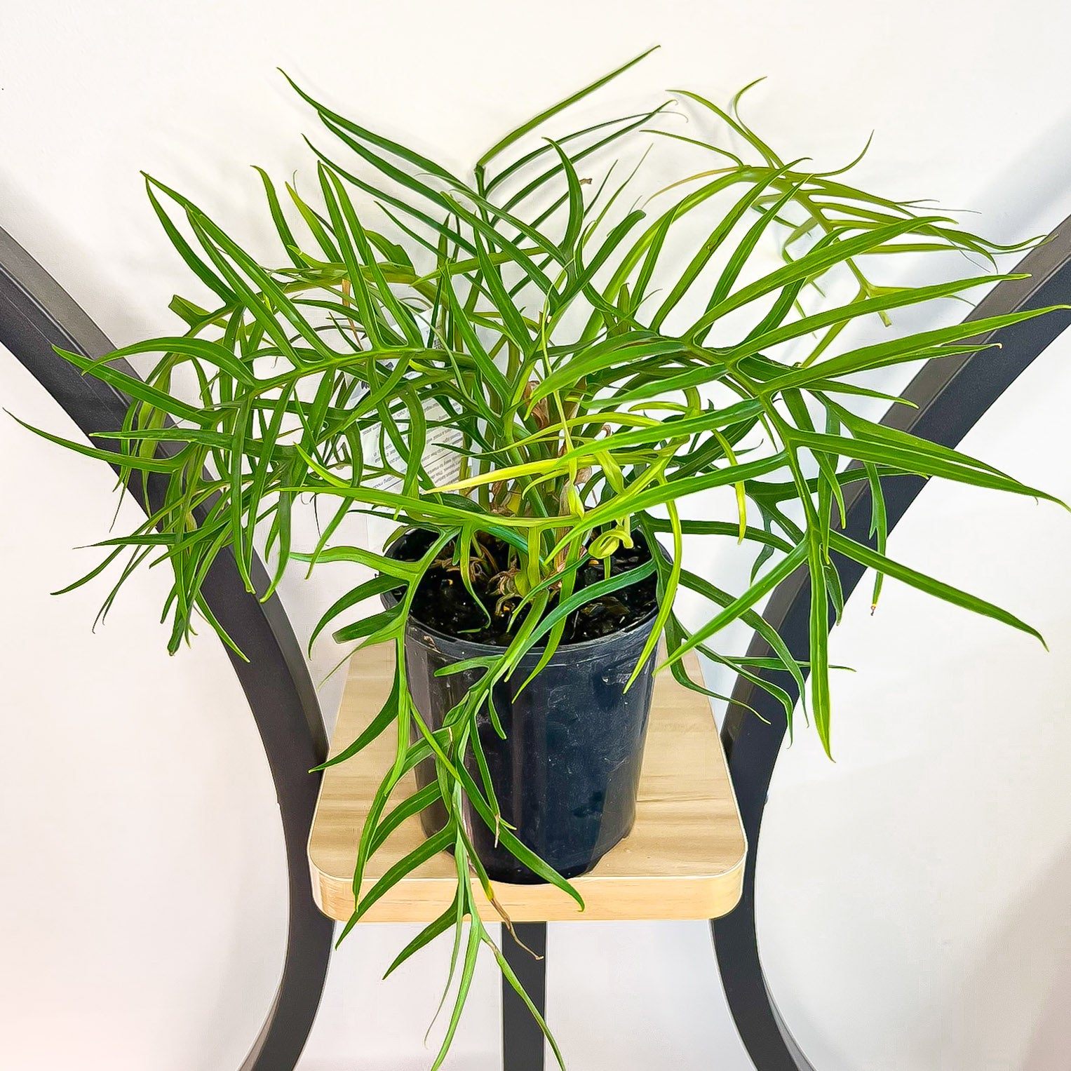 philodendron bipinnatifidum tortum Philodendron Tortum – The Plant Boys