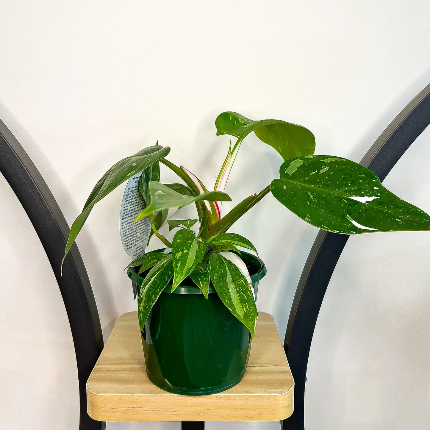 Philodendron White Princess