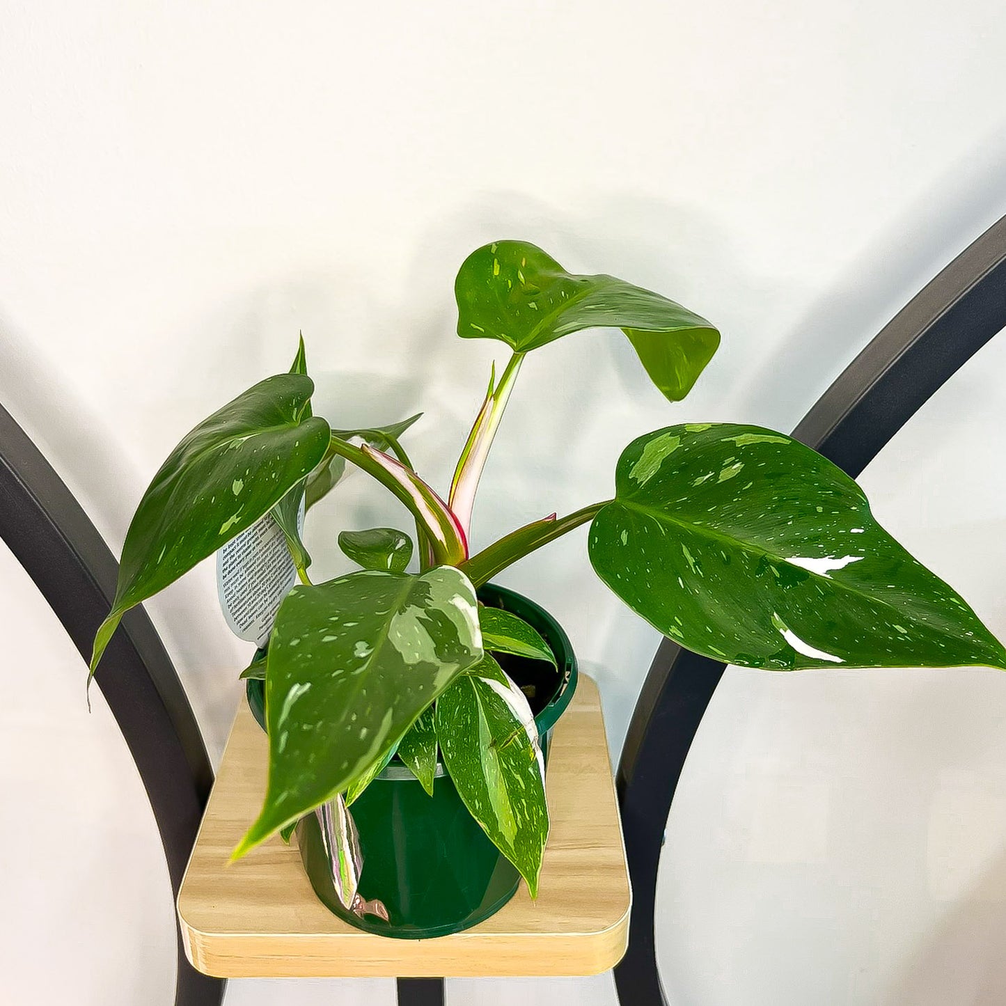 Philodendron White Princess