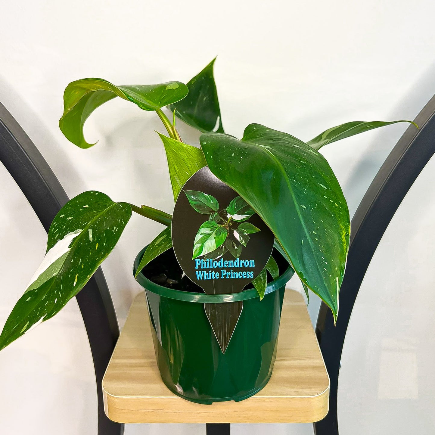 Philodendron White Princess