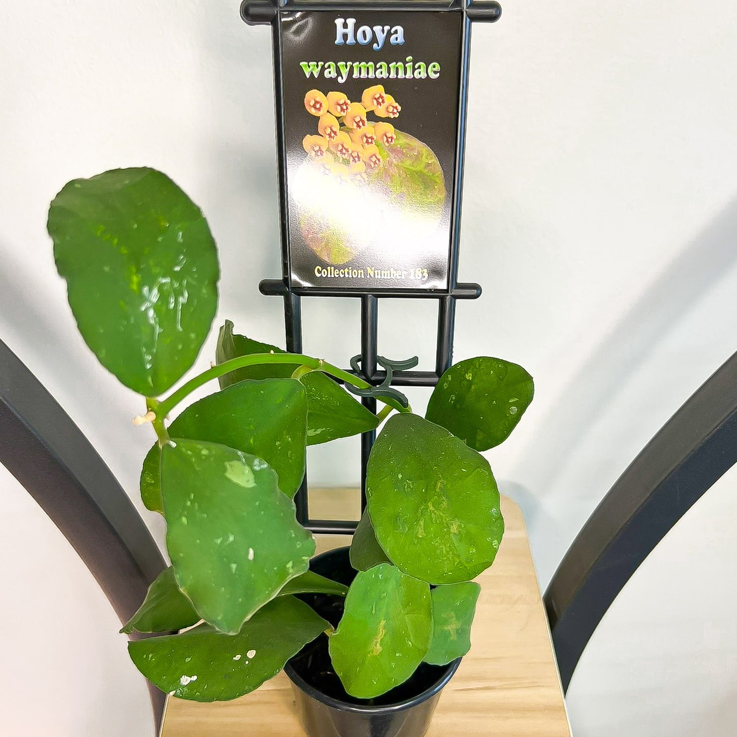 Hoya Waymaniae