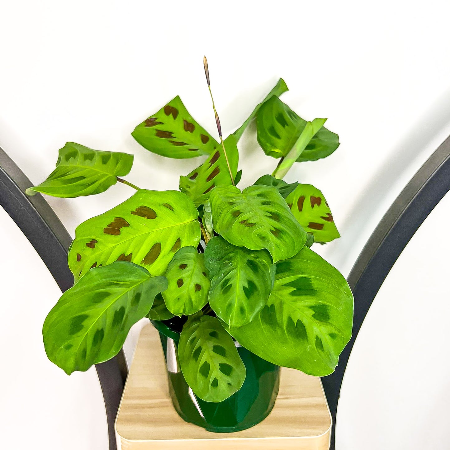 Maranta Green