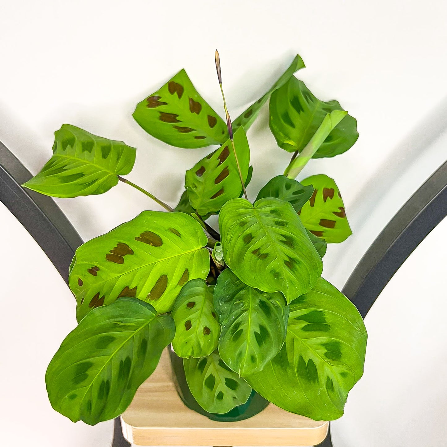 Maranta Green