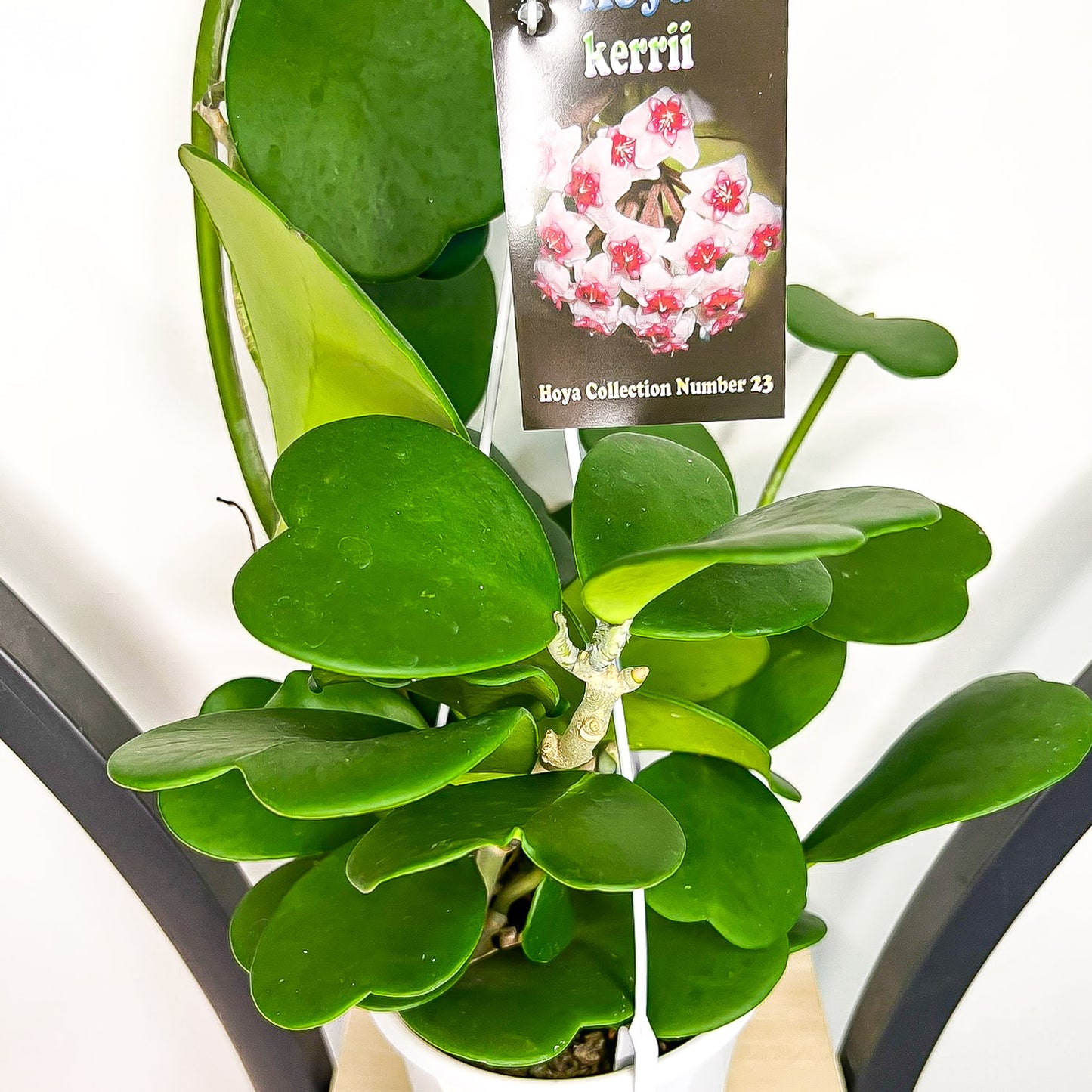 Hoya Kerrii