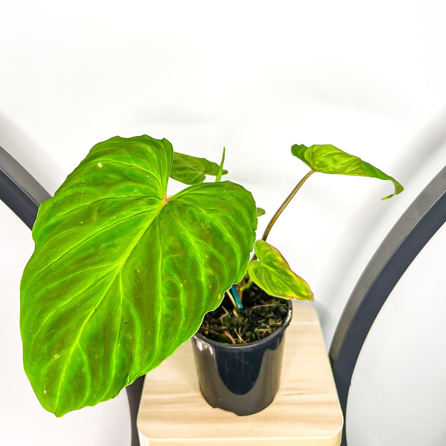 Philodendron Verrucosum