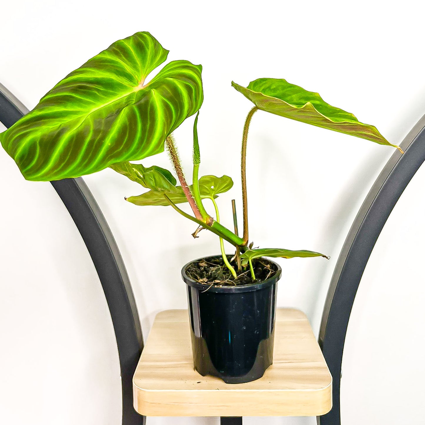 Philodendron Verrucosum