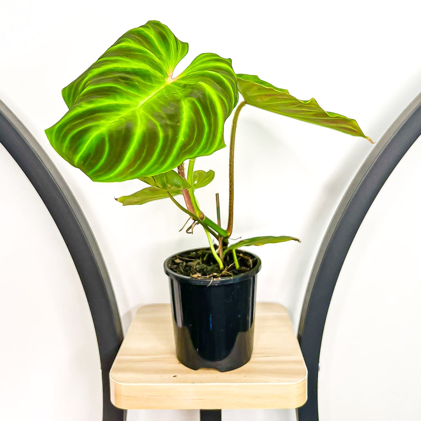 Philodendron Verrucosum