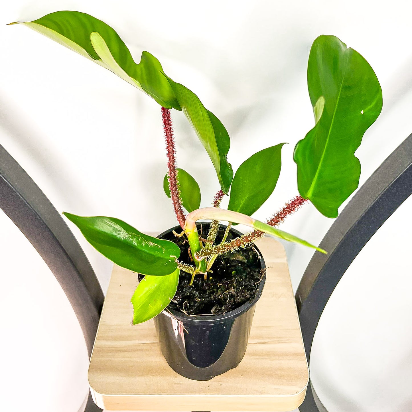 Philodendron Squamiferum