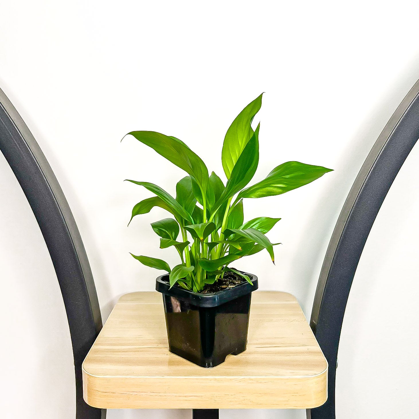 power petite peace lily Spathiphyllum Super Petite Peace Lily – The Plant Boys