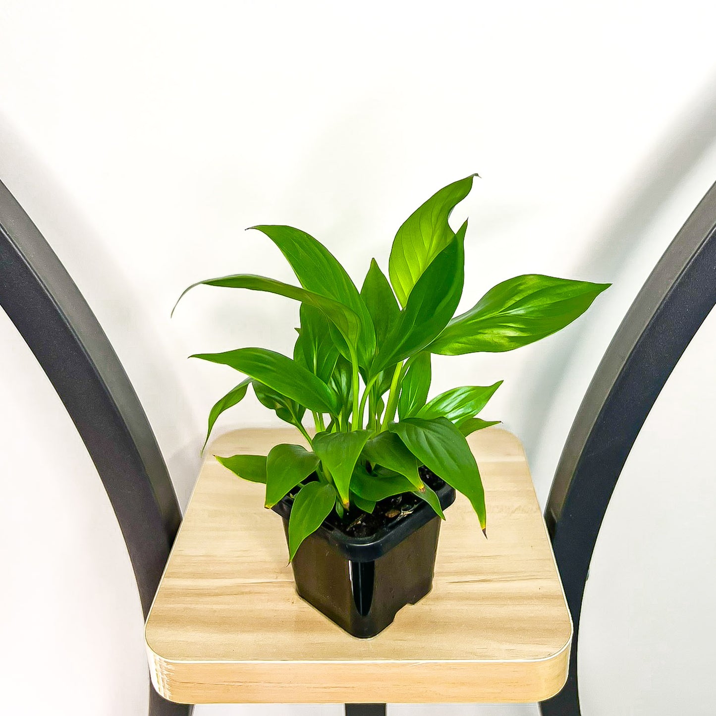 Spathiphyllum Super Petite Peace Lily | The Plant Boys