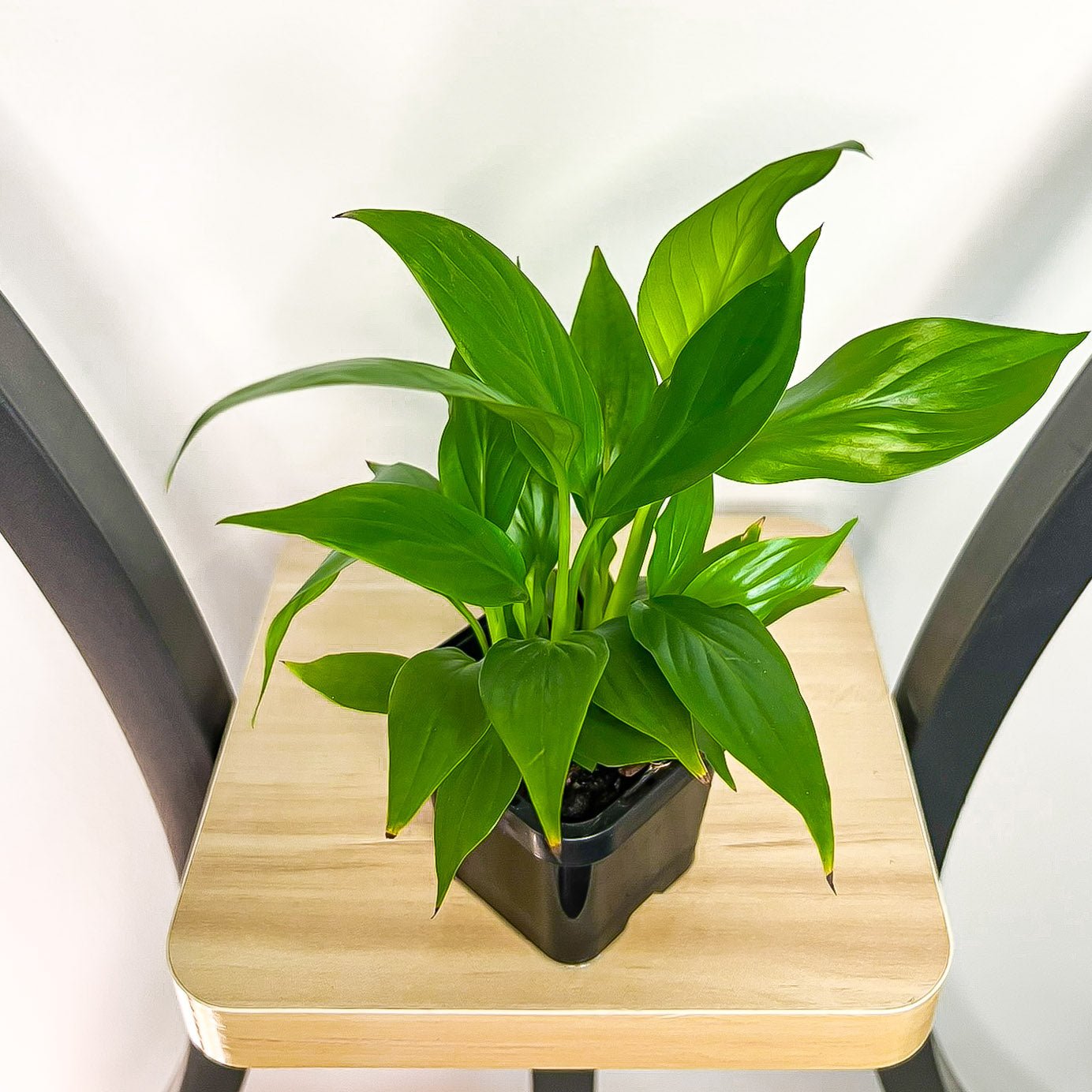 Spathiphyllum Super Petite Peace Lily | The Plant Boys